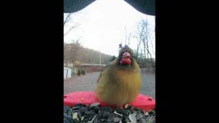 Northern Cardinal Female Nice Color  Bird Buddy [upl. by Beltran]