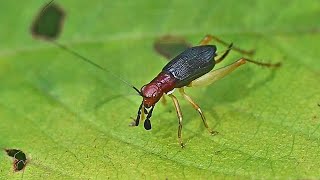 Phyllopalpus pulchellus REDHEADED BUSH CRICKET foraging 3025966 [upl. by Uttica]