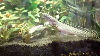 Ornate Bichir feeding time [upl. by Lessur]