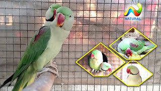 Alexandrine Parrot Breeding Season 2020 Breeding Tips [upl. by Aiouqahs186]