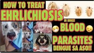 EHRLICHIOSIS  PART 1 BLOOD PARASITES  TREATMENT OF EHRLICHIABABESIALYME amp ANAPLASMA  DENGUE [upl. by Anwahsat]