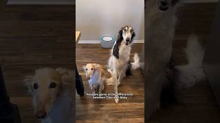 walkies with wormies part 1 shortsvideo borzoi silkenwindhound dogtok [upl. by Lanfri]