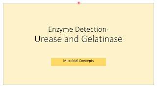 All about Urease Gelatinase test Gelatin liquefaction  Microbiology basics  Biochemical tests [upl. by Yovonnda]