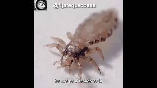 Las pulgas son pequeños insectos que a menudo se asocian con molestias y picazón [upl. by Callean696]