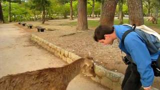 Bowing Deer in Nara Park [upl. by Brozak]