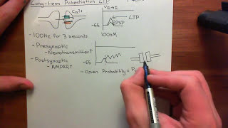 Ionotropic Glutamate Receptors Part 6 [upl. by Arva]