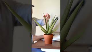 Can you 3D print real plants [upl. by Stanway]