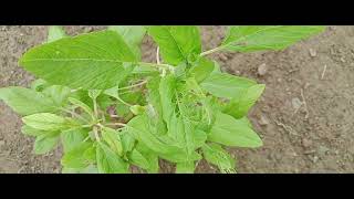 amaranthus breades flower Leafytale [upl. by Covell837]