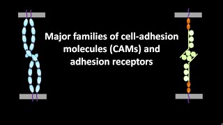 Major families of cell adhesion molecules or CAMs and adhesion receptors [upl. by Nniroc]