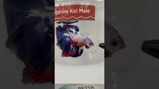 THE SIAMESE FIGHTING FISH…TANGERINE KOI BETTA FISH [upl. by Anesor]