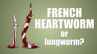 The French Heartworm  Plain and Simple [upl. by Yeargain]