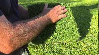 Plant Tiles of Dichondra repens [upl. by Iclehc]