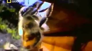 Full Documentary INSECT WARS National Geographic Special [upl. by Whitson]