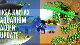 IKEA Aquarienschrank Kallaxregal Aquarium I Algenbekämpfung Update I TAX [upl. by Anaitsirhc767]