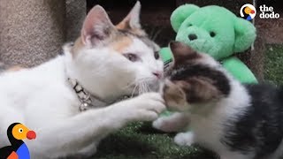 Kittens Reunited With Mom After Rescue From Factory  The Dodo [upl. by Eislrahc]