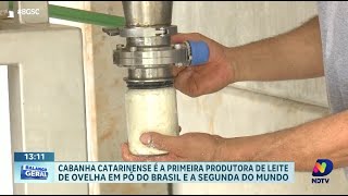 Inovação na produção de leite cabanha catarinense investe em leite de ovelha em pó [upl. by Ientirb]