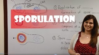 Endospore Formation Sporulation [upl. by Amin276]