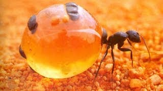 Yummy Honey Ants [upl. by Aicnom455]