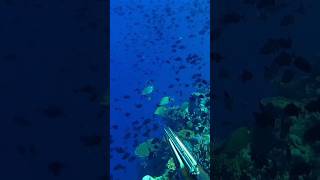 SPEARFISHING RABBIT FISH [upl. by Columba]