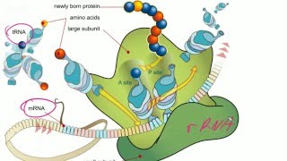 Darmowe Korepetycje z Biologii Genetyka  podstawy molekularne Mitoza i mejoza [upl. by Larkins254]