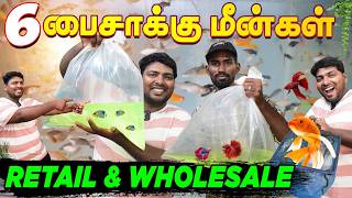 ₹006 பைசா முதல் All Types of Aquarium fishes available in Kolathur Fish Market  Arun Aquatic [upl. by Ronyam]