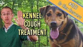 Kennel Cough Treatment in Dogs is it really needed  Dog Health Vet Advice [upl. by Nilyad]