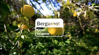 Bergamot Essential Oil  doTERRA Behind the Bottle Episode 12 [upl. by Wiener]