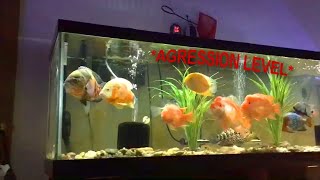 MONSTER CICHLIDS AQUARIUM  🎥… [upl. by Uhsoj205]