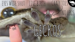 Geckos All of the Geckos  Phylogeny of Lizards [upl. by Millar]