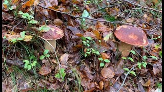 BOLETUS EDULIS VRGANJ [upl. by Lareena]