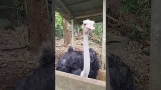 Ostrich October 27 2024 [upl. by Yeleek]