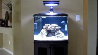 Biocube 29 HQI Saltwater Tank [upl. by Carpenter]