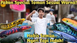 DISAMBAR SEMUA HUNTING PAKAN SESUAI WARNA IKAN TOMAN [upl. by Rettig]