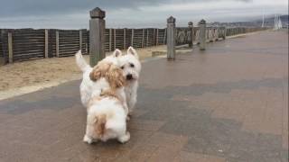 2017  IPSO chien ShihTzu A LA PLAGE [upl. by Aikin991]