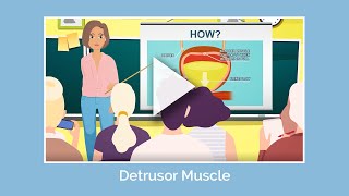 The Detrusor Muscle [upl. by Beckie]