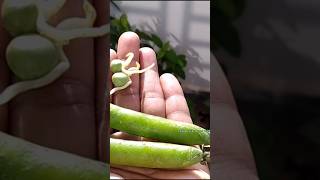 Growing Green peas  shorts shortvideo youtubeshorts trending trendingshorts [upl. by Celestina]