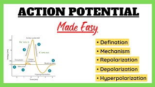 Action Potential Depolarization Repolarization Refractory Period Physiology Made Easy [upl. by Naitirb860]