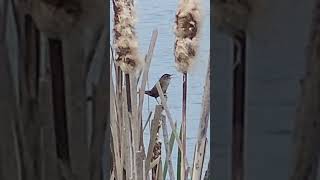 Calls of the Marsh Wren  April Arcata CA [upl. by Max]