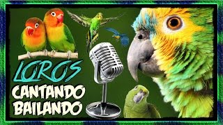 Loros Cantando amp Bailando  Recopilación en Español [upl. by Ettigirb]