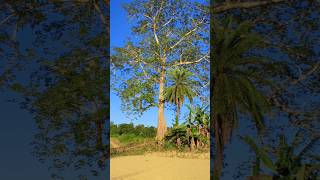 big tree😱 nature newshorts [upl. by Nosmirc188]