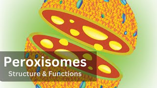 Peroxisomes Peroxisomes Structure and Function Biology Cell Biology [upl. by Cato]