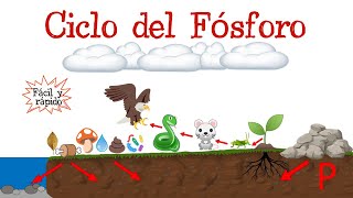 ♻️ Ciclo del Fósforo 🔴 Fácil y Rápido  BIOLOGÍA [upl. by Caputo]