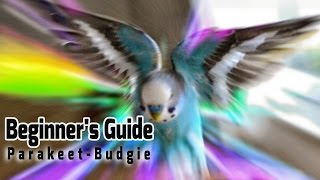 How to take Care of a Parakeet  Budgie Beginners Guide to Pet Birds [upl. by Trudey]