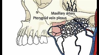 Discuss the anatomy and applied anatomy of pterygoid venous plexus [upl. by Ahsyt]