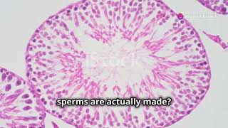 Spermatogenesis  How Sperm is Made  NEET  By Nagavelli Prasad [upl. by Jc]