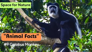 Colobus Monkey  Animal Facts Series  Episode 9 [upl. by Zzaj]