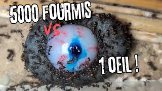 5000 fourmis VS 1 oeil 👁️ 12h en 2 minutes timelapse halloween [upl. by Leik]