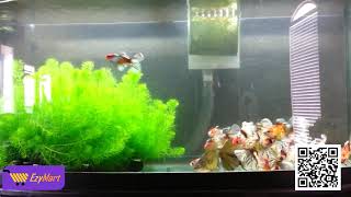 Live Aquarium Plant Foxtail  EzyMart Online All Items Shopping in Sri Lanka Daraz Lk [upl. by Sola]