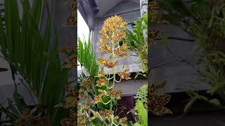 Orchids flower music flowers flowerlover shortsvideo nature [upl. by Solraced]