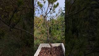 Pinus mugo  WIP Niwaki Moved to Concrete Planter [upl. by Ahsineb]